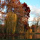 Alberi al Vondelpark