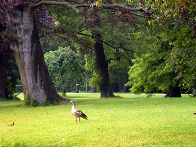 Vondelpark anatra - Clicca sull'immagine per ingrandirla
