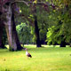 Anatra al Vondelpark