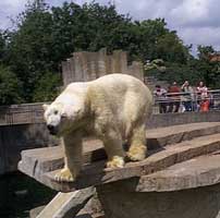 Zoo Artis di Amsterdam, link qui per dimensioni reali