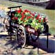 Bici e fiori