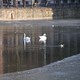 cigni laghetto di Den Haag