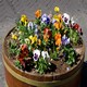 fiori The Hague