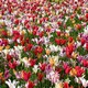 tulipani L'Aia
