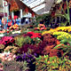 Mercato dei Fiori ad Amsterdam